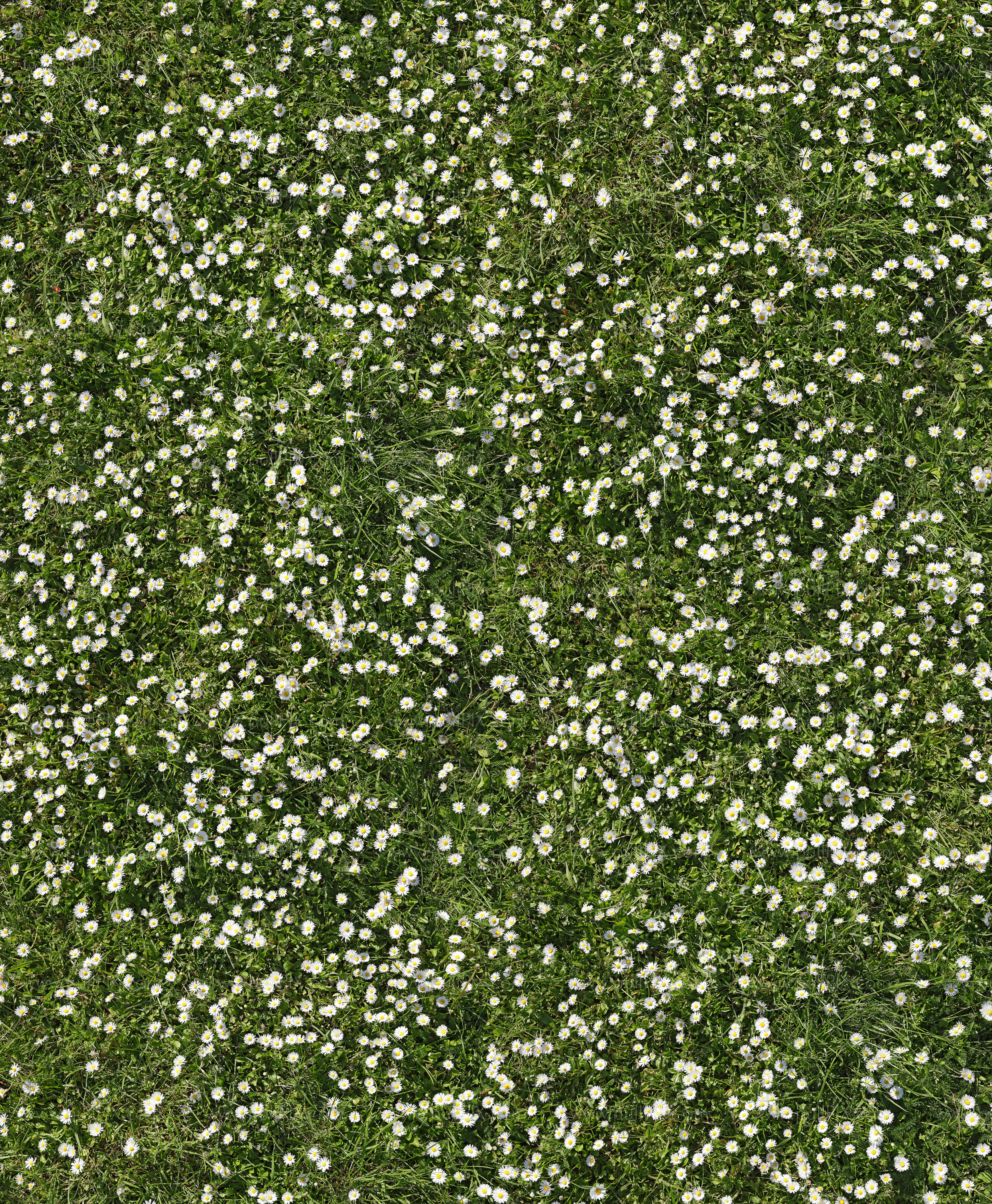 Preview ein meer von gaensebluemchen.jpg